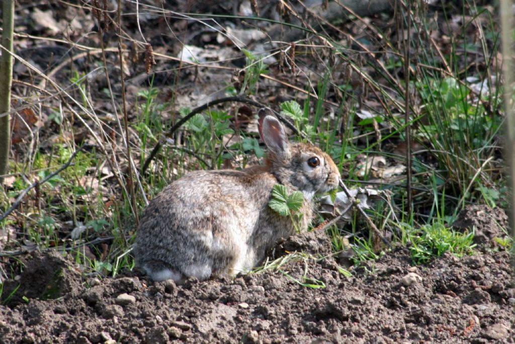 Sylvilagus floridanus (VA)